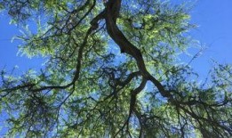 大树爆料视频大全最新,揭秘娱乐圈幕后真相